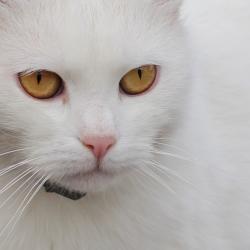 Chat blanc (Croatie)
